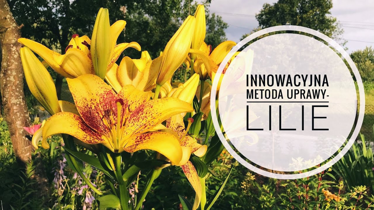 Nieznana metoda uprawy lilii- musisz ją poznać.