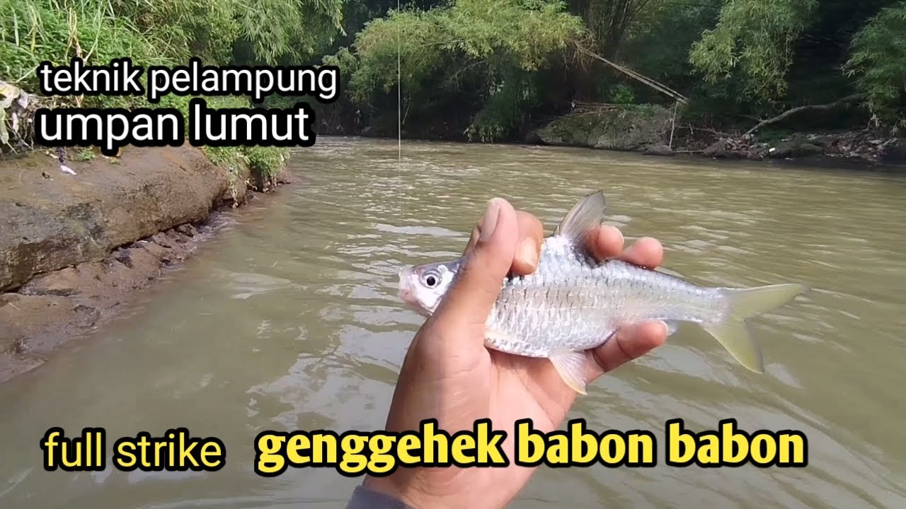 MANCING IKAN GENGGEHEK,, mancing ikan wader kepek bobon pas di air keruh teknik pelampung
