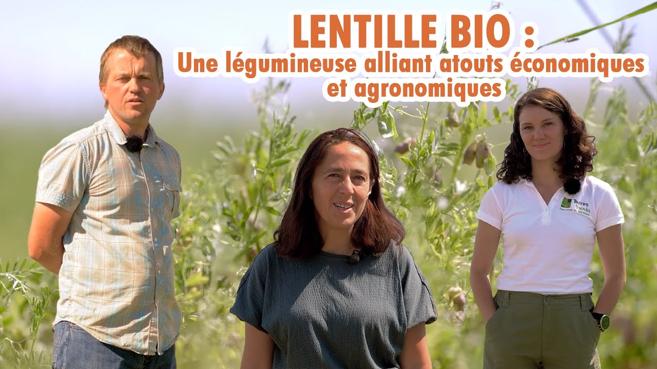 La lentille bio, une culture à fort intérêt pour Wigbold Hofstede | Les pieds dans les champs