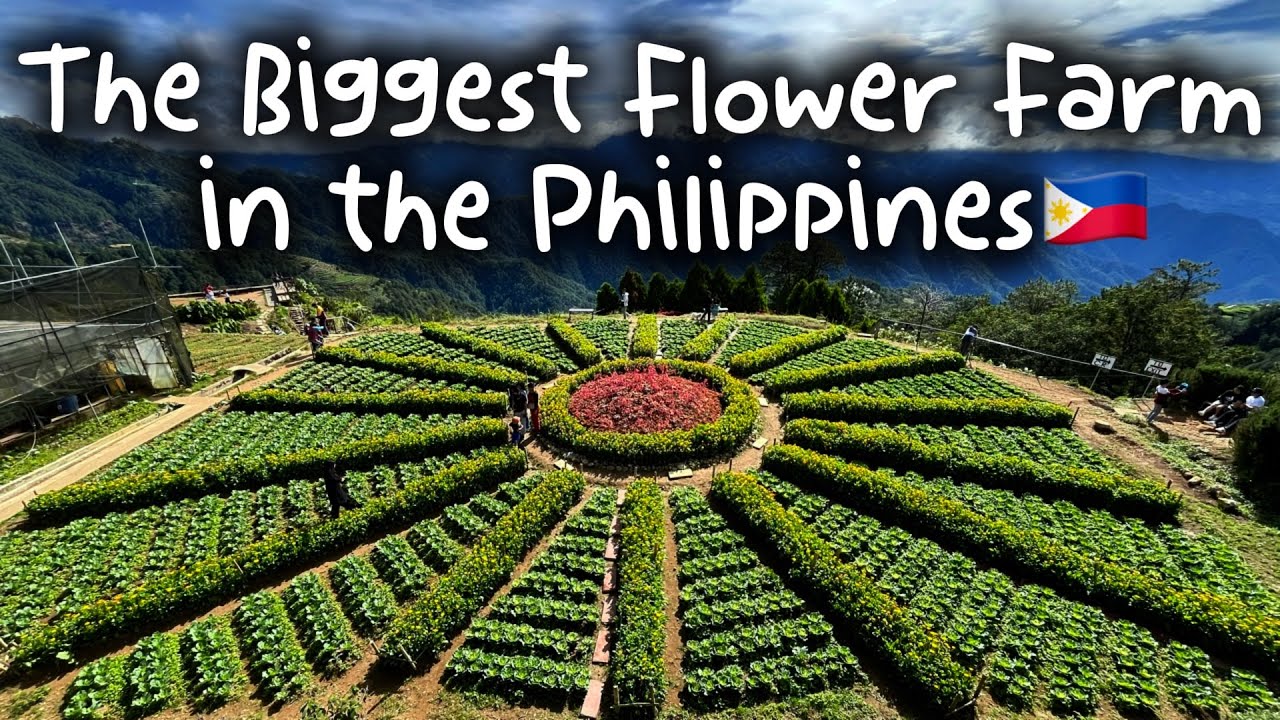 Visiting the Northern Blossom in the Highest Point of the Philippines 