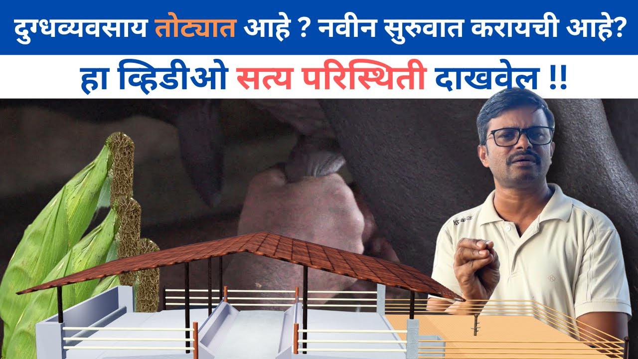 दुग्धव्यवसाय तोट्यात आहे ? किंवा नवीन सुरुवात करायची आहे? हा व्हिडीओ सत्य परिस्थिती दाखवेल