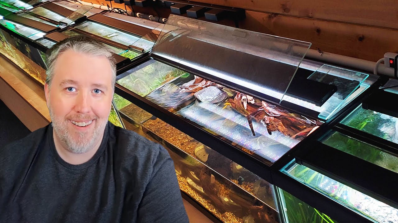 Full Tour of Every Single Tank in My Fish Room (Tons of Fish Breeding) - Fish Room Update Ep. 137
