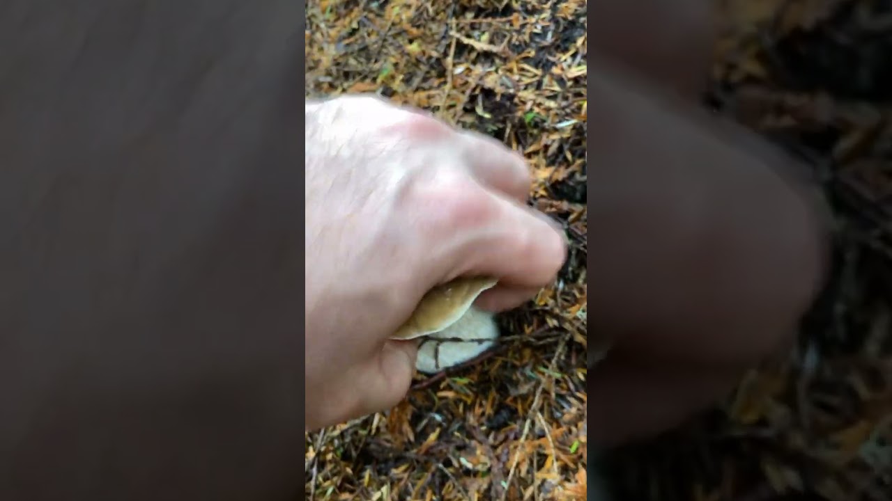 Porcini - King Bolete - Boletus Edulis - Washington State