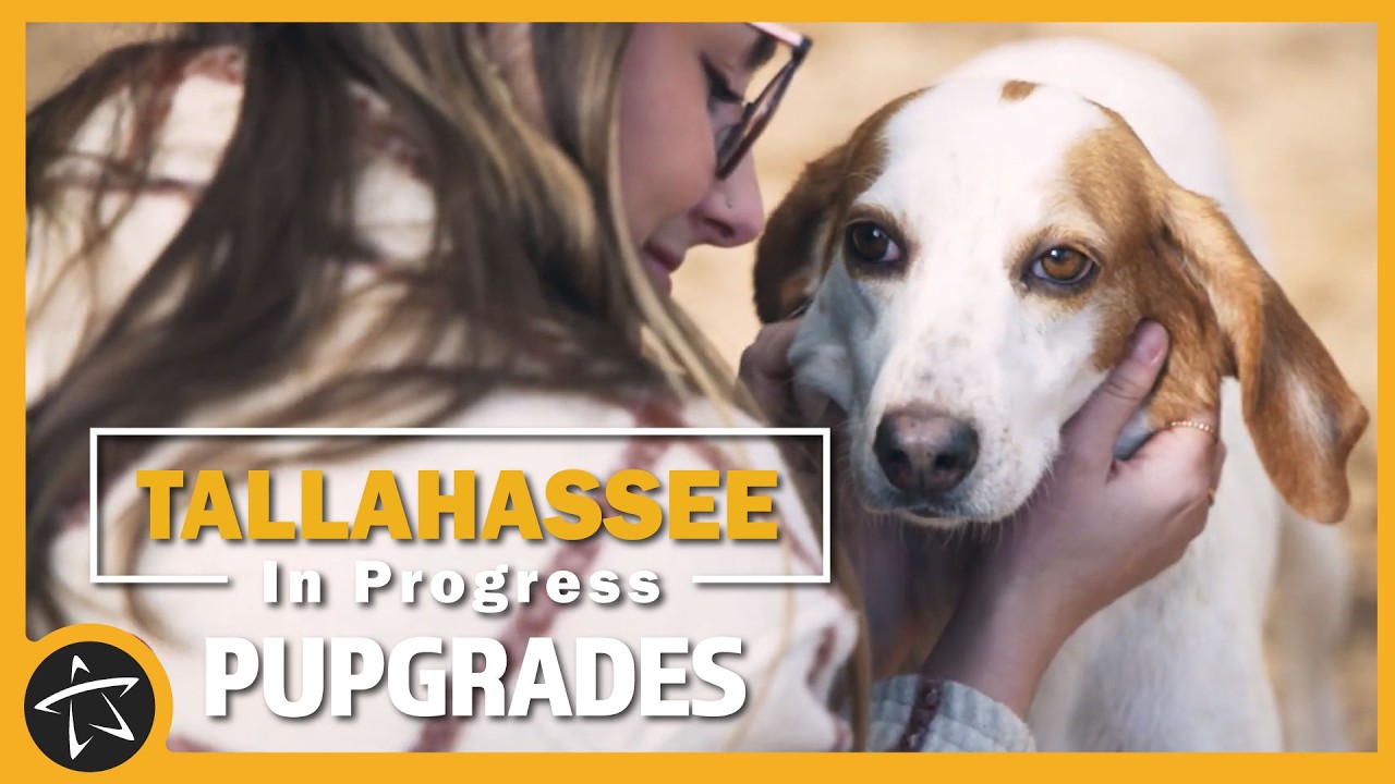 Tallahassee In Progress: Animal Shelter Pupgrades