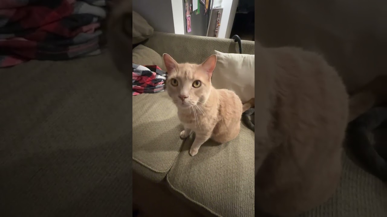 @thechonkest: Та же история, только сегодня другой день 