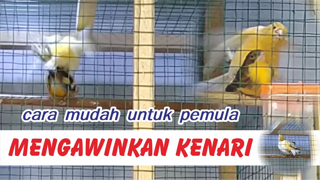Cara mudah mengawinkan kenari, simpel buat pemula