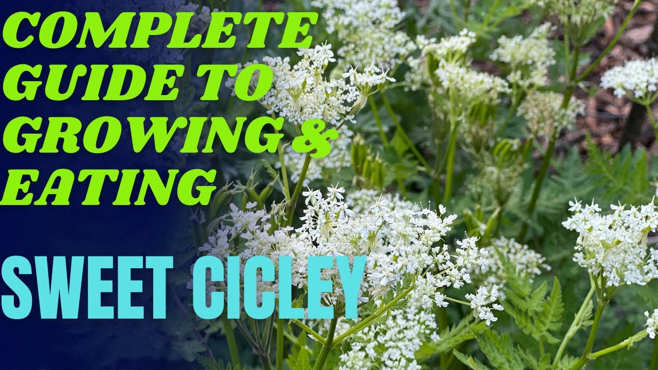 How to grow sweet cicely : a complete guide