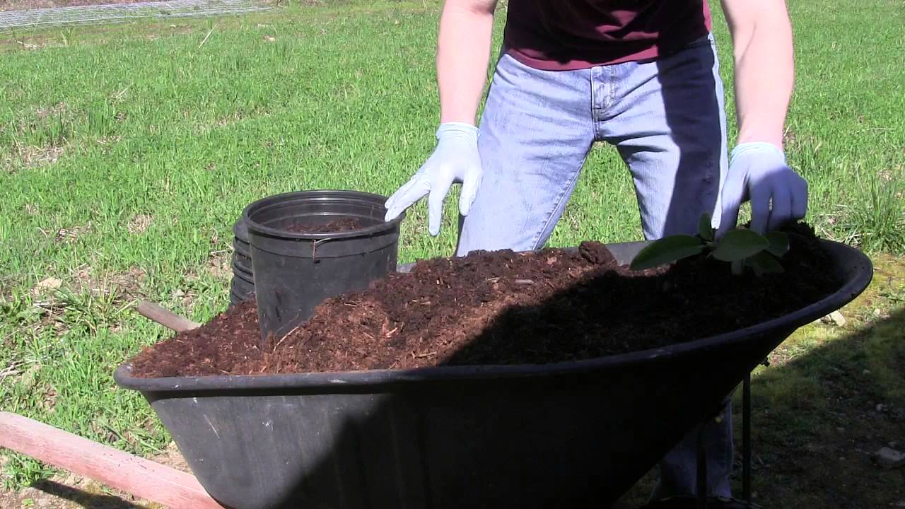 Potting up Rhododendrons at Kincaid's Nursery (Part 4) From the Propagation Bed to the Pot