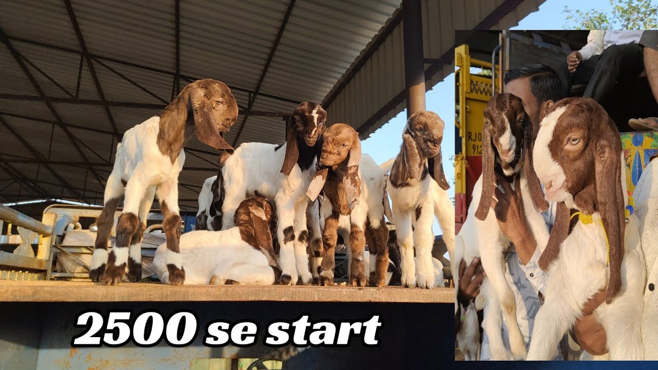 balahedi Bakra mandi Rajasthan mahua part 2 totapari aur Mewati bacche