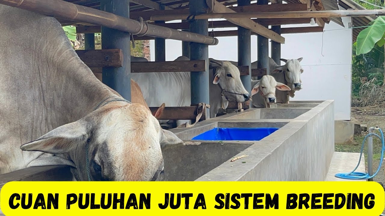 Cuan Gede,Sekali Beranak Laku Puluhan Juta‼️Breeding Sapi PO Kebumen