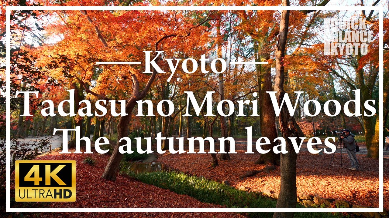 The autumn leaves of Shimogamo Shrine, a World Heritage Site, and 