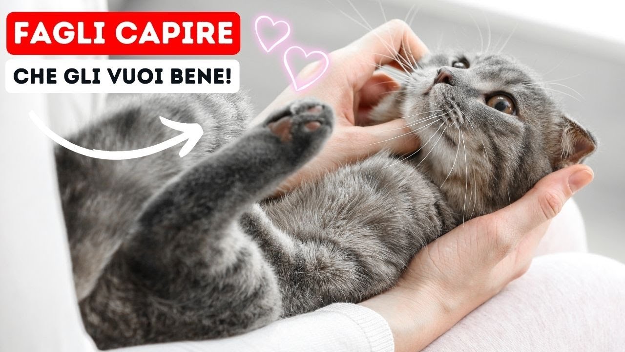 12 Gesti che Fanno Capire al Tuo Gatto che gli vuoi Bene