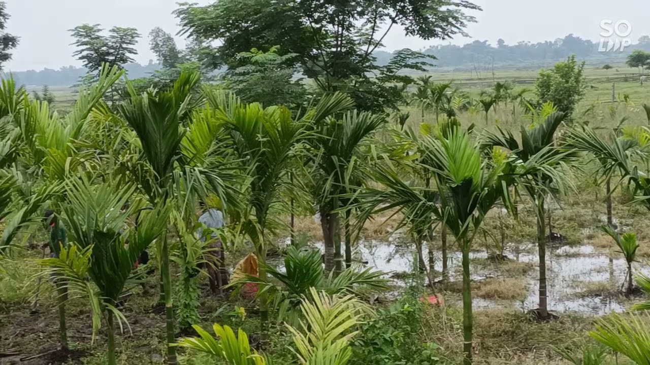 Tamul bagan 4yrs