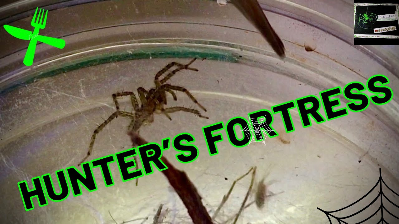 Feeding the Funnelweb | Bonus Video (A.B.S.E.)