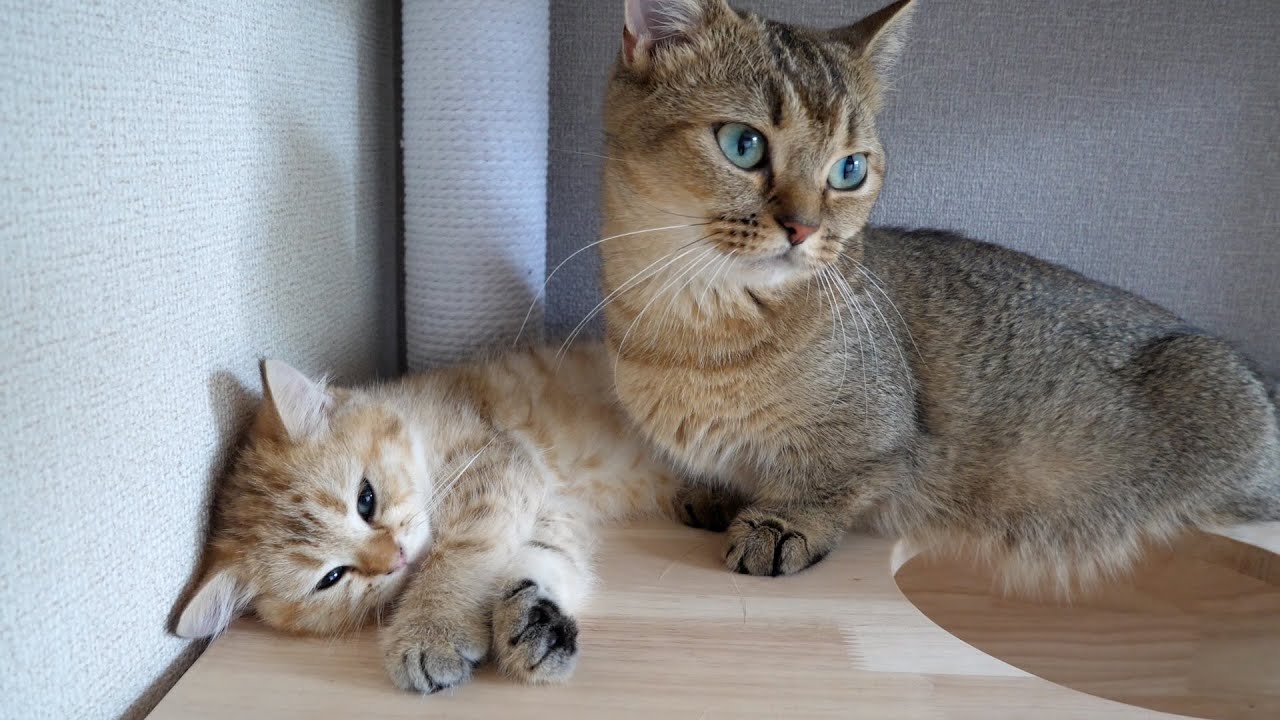 Lovely moments between Chai the kitten and Kiki the mother cat...