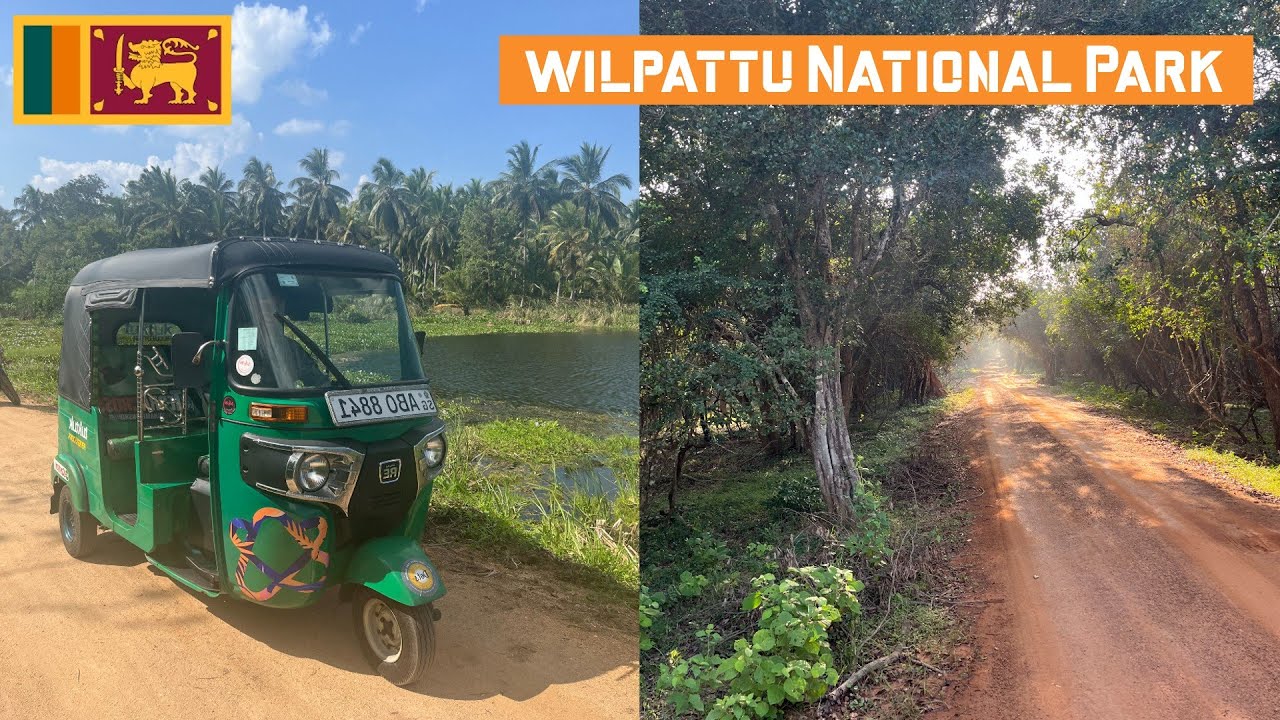 Het begin van onze TUKTUK roadtrip door SRI LANKA - Wilpattu, Safari, Olifant, Luipaard en MEER!