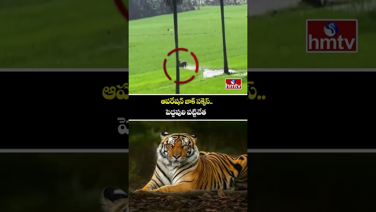 ఆపరేషన్ జాక్ సక్సెస్.. పెద్దపులి పట్టివేత | Operation Jack successfull | hmtv