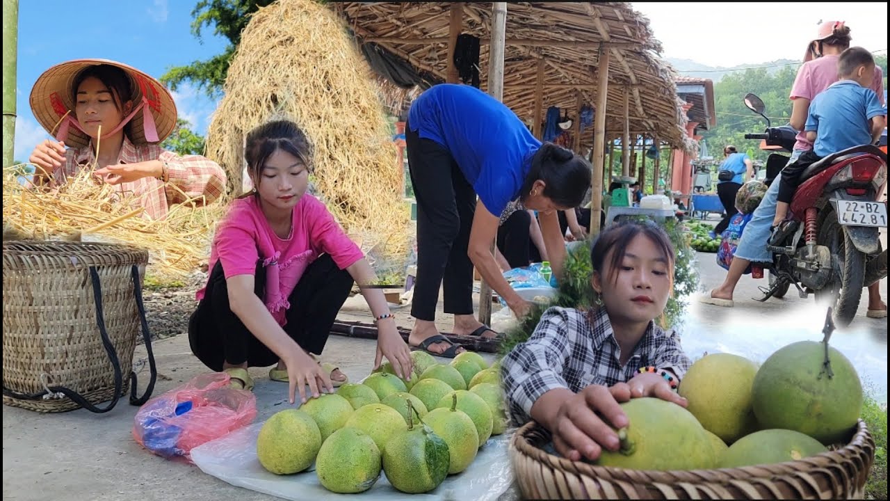 Picking grapefruit to sell, Clearing straw