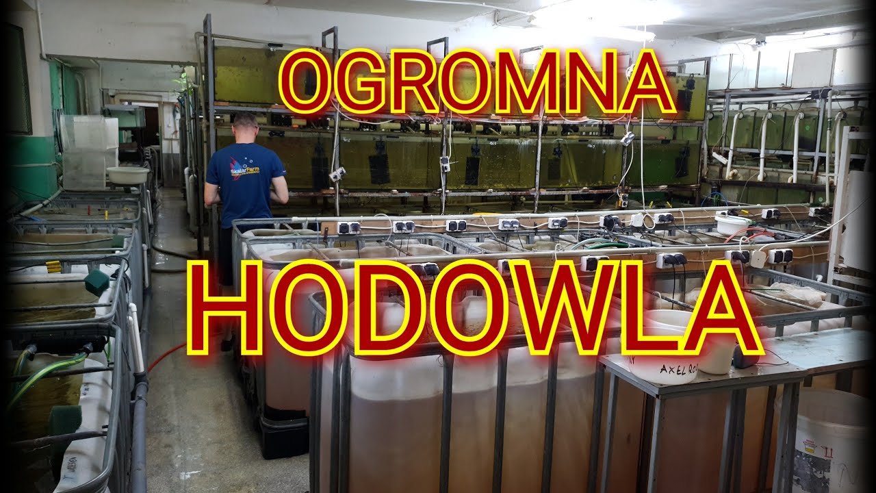 Największa hodowla ryb akwariowych w Polsce www.skalarfarm.pl
