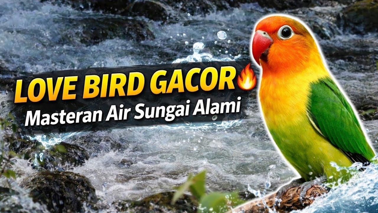 Masteran Lovebird Gacor ✨ dengan Suara Aliran Sungai Jernih