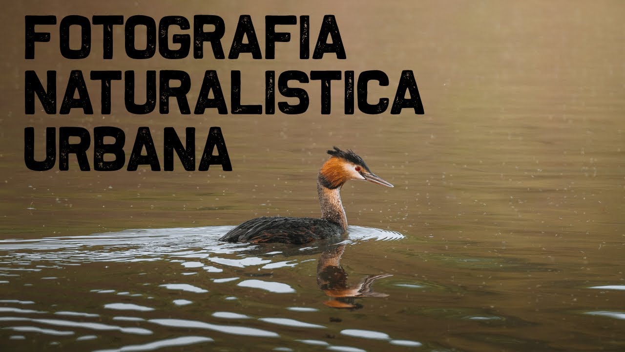 Fotografia NATURALISTICA dietro casa. Iniziamo insieme: TECNICHE e CONSIGLI