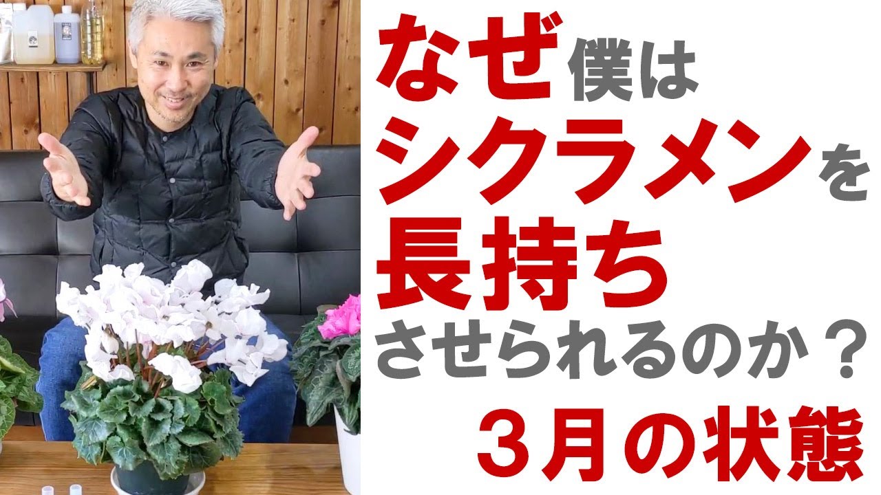 シクラメン3月の様子 今までの常識を覆す育て方をお伝えします！