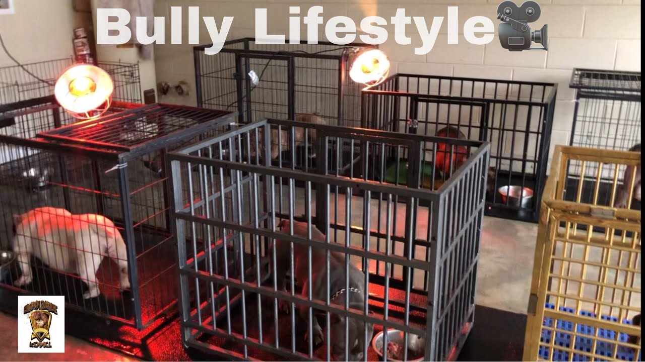 Life Of A Exotic Bully Breeder...