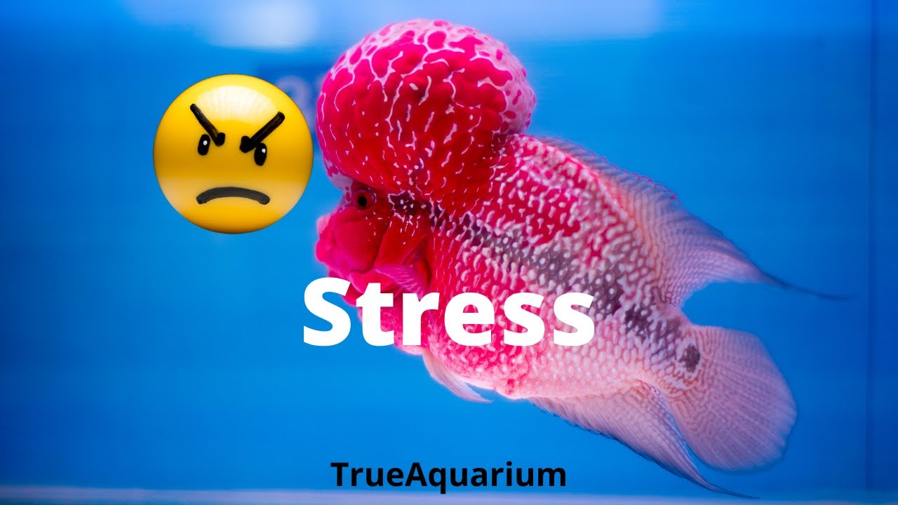How to Reduce Flowerhorn Stress? - What are the Common Signs of Flowerhorn Stress?
