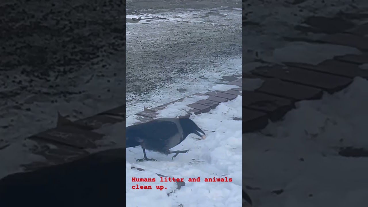 Crows are cleaning up ❤️ and humans are littering 🥲