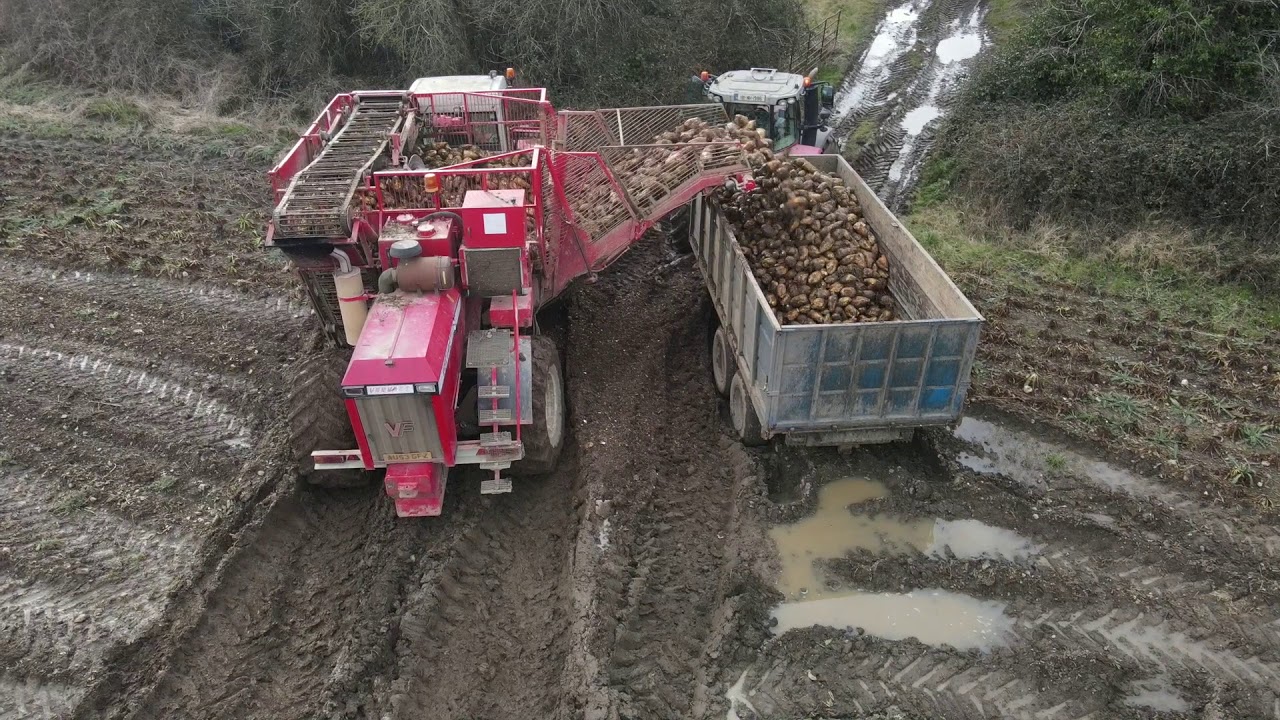 Vervaet Beet Harvester Harvesting Fodder Beet In Co  Meath 2021  Massey Ferguson & Claas Arion On Th
