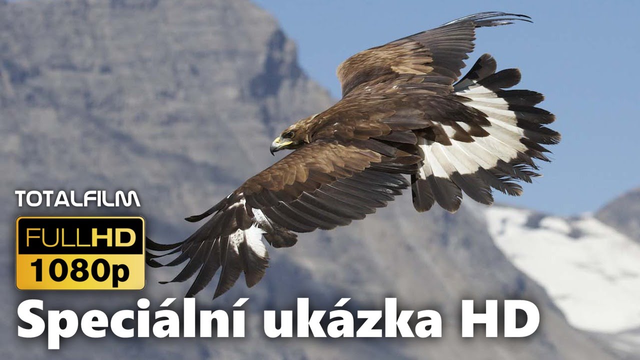 Králové hor (2015) Orel útočí na kamzíka HD