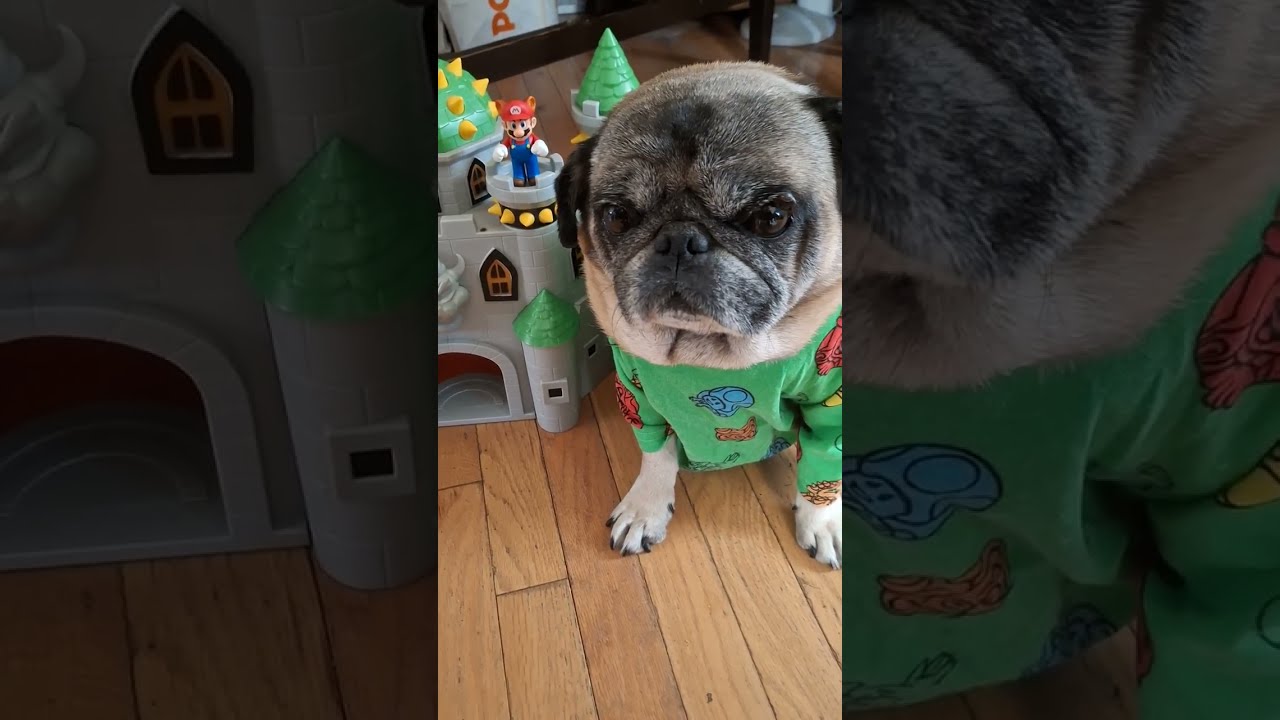Wuggin' out for Mario Day 🍄 #Mario #mariobros #Nintendo #pugs