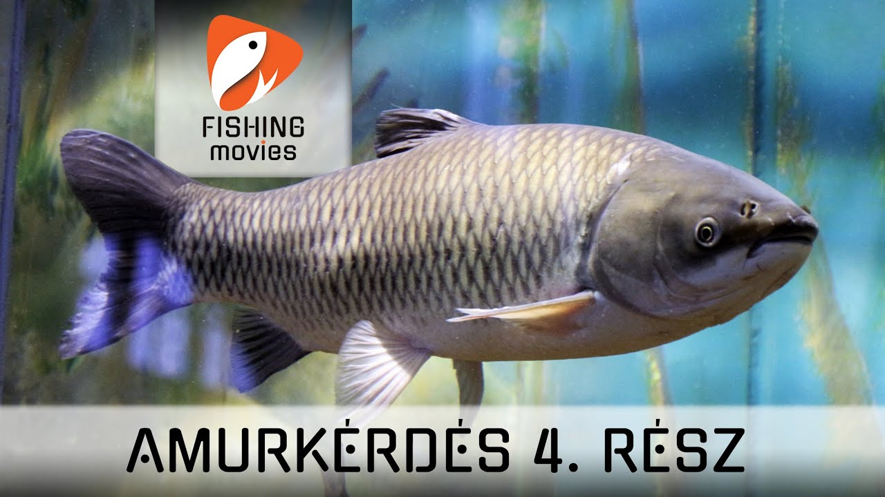 Az Amurkérdés 4. rész