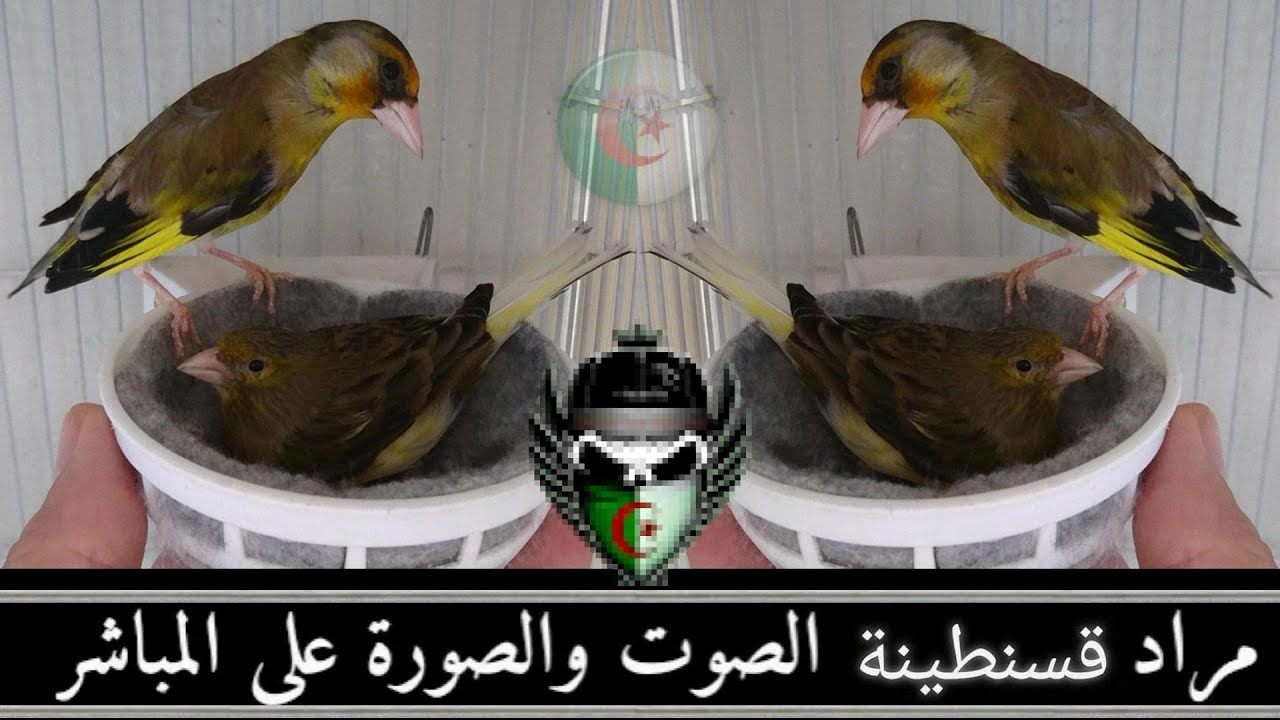 ،استكمالا لسلسلة تزاوج الهجين ابداع جديد مع أخوكم مراد، هدية لكل متابعيه داخل الوطن وخارجه 2022