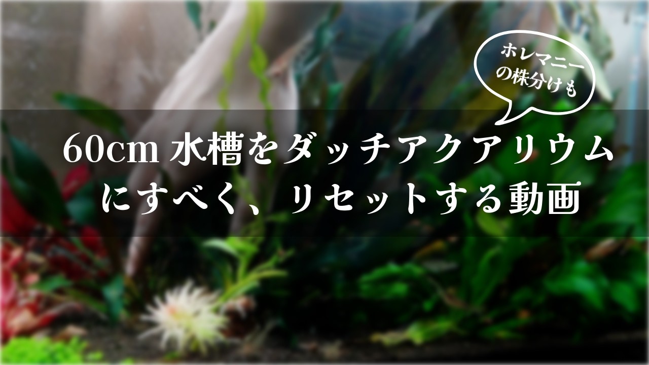 60cmエキノドルス(ホレマニー)水槽のメンテナンスと半リセット