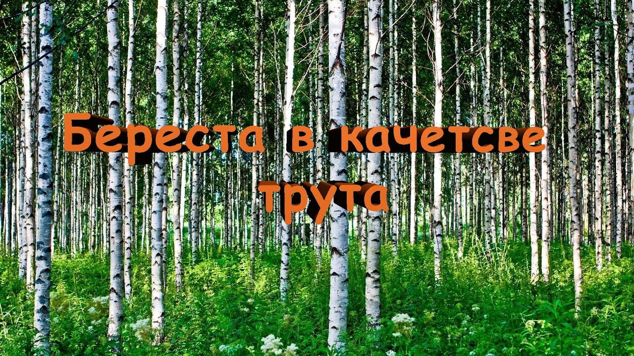 Трут из бересты, сбор и заготовка [Bushcraft/Survival]