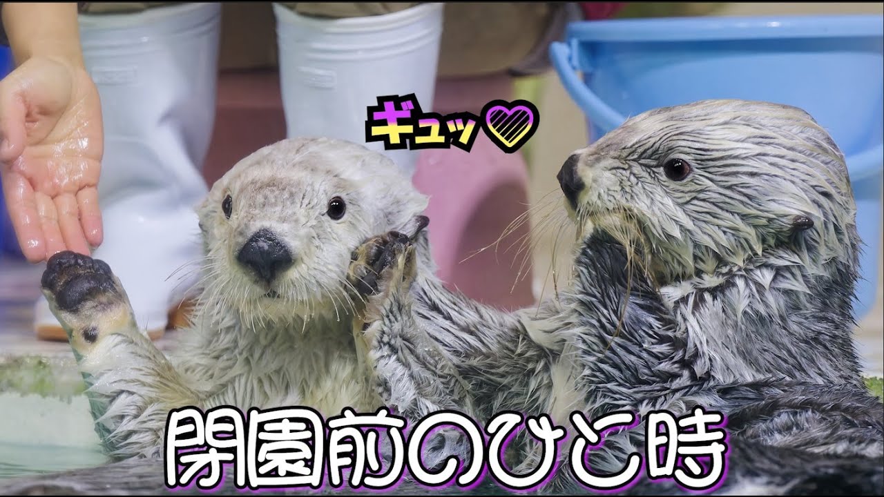 【鳥羽水族館】閉館前のひと時【ラッコ】【Seaotter】