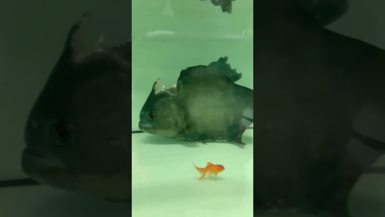 This Piranha is Stronk