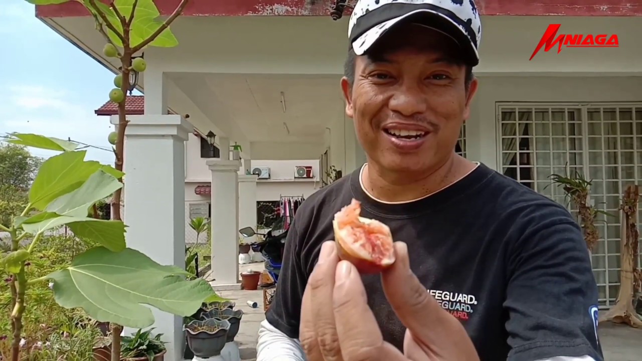 PART 1 - Cara Tanam Pokok Buah Tin Di Rumah