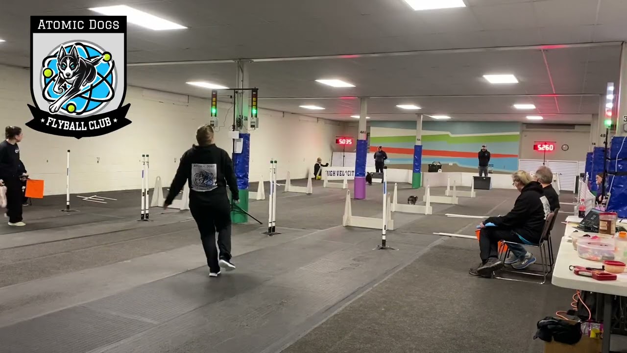 1/10/26 Race 22- Atomic Dogs Flyball Club {Bombs Away} // Balls Out Crossing Borders Tournament