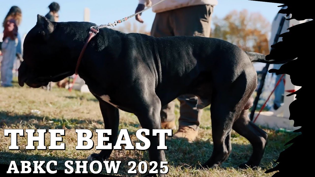 Зверь 2025 | Первое шоу ABKC от Gator