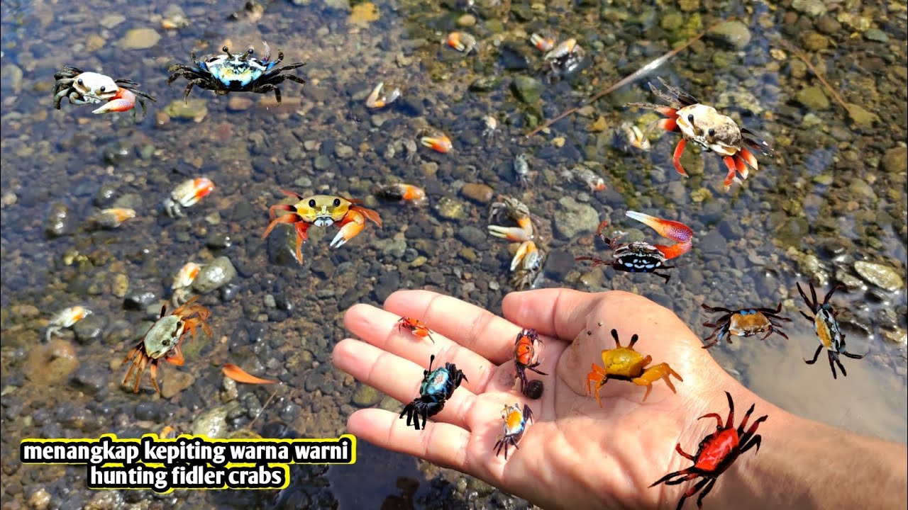 Hunting semua warna kepiting diselokan ada merah kuning biru putih