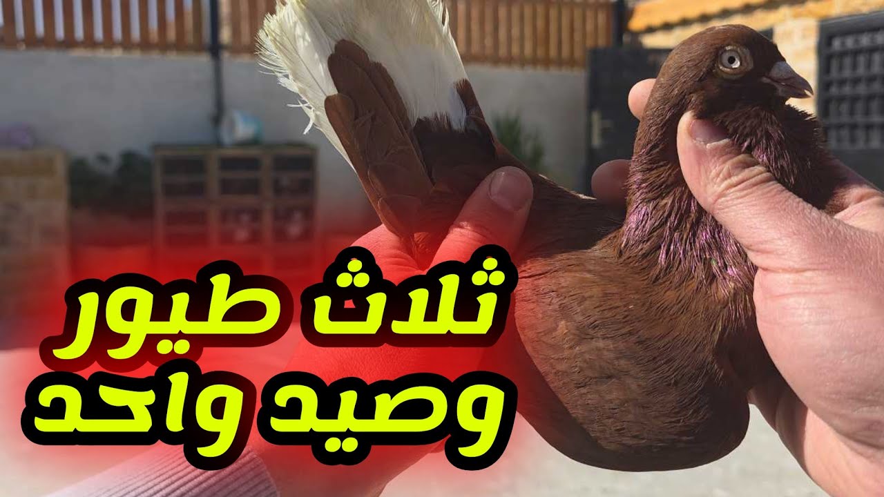 كش كل الحمام وجابت معها مسود اسود ونور وبوز حلقة اكشن مليون