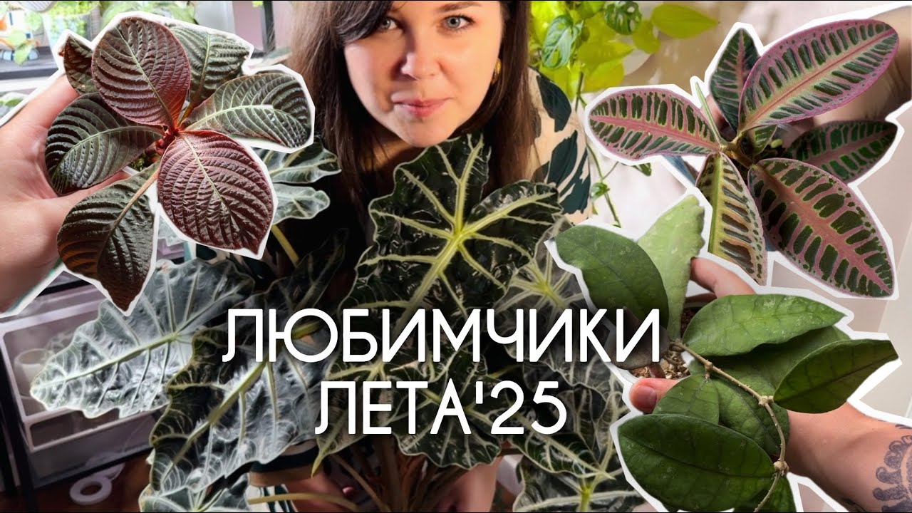 Самые ЛЮБИМЫЕ РАСТЕНИЯ этого лета