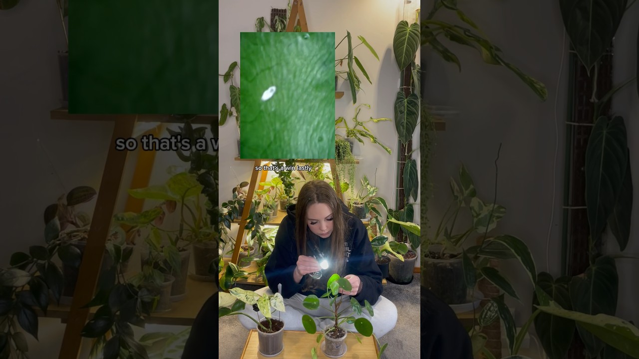 Identifying plant pests using a microscope #plantpests #microscope #plants #philodendron #pilea