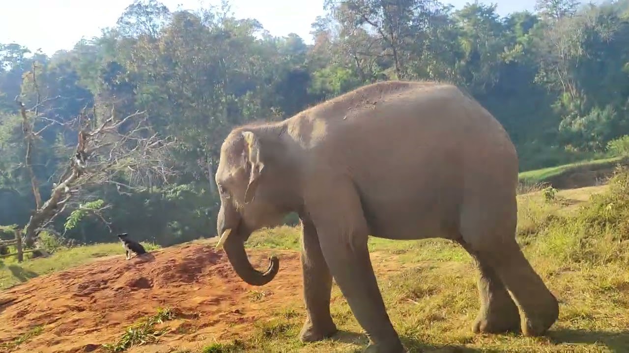 ခြံထဲးမာတော့အေးဆေးပါပဲ🫶🏻🥹#elephant🐘#fychannel 