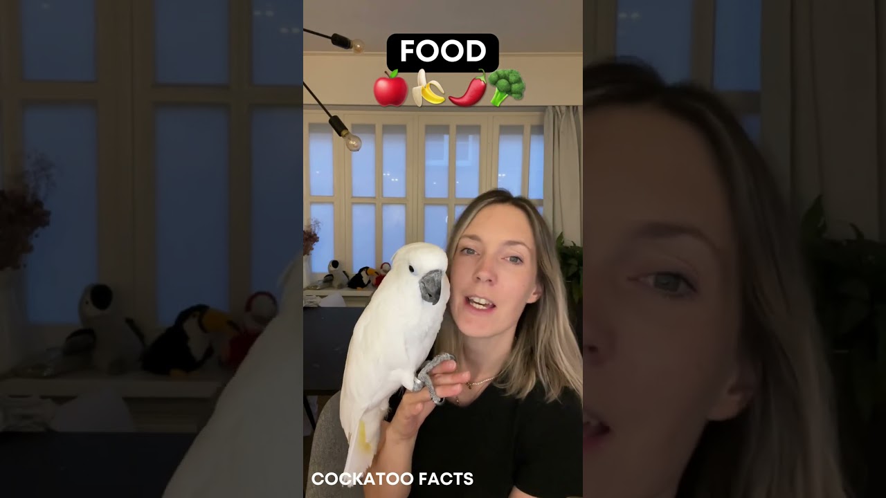 Что едят какаду? 🍎🥦🌶🍌 #фактыокакатах