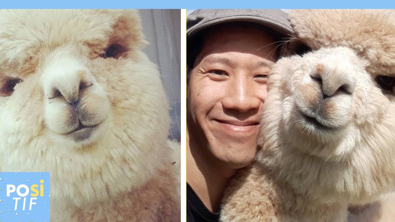 Cet alpaga est l&rsquo;animal de compagnie le plus adorable