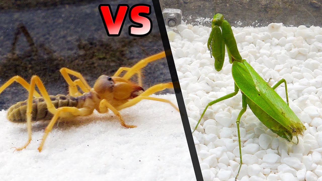 Богомол VS Верблюжий паук, что в результате？