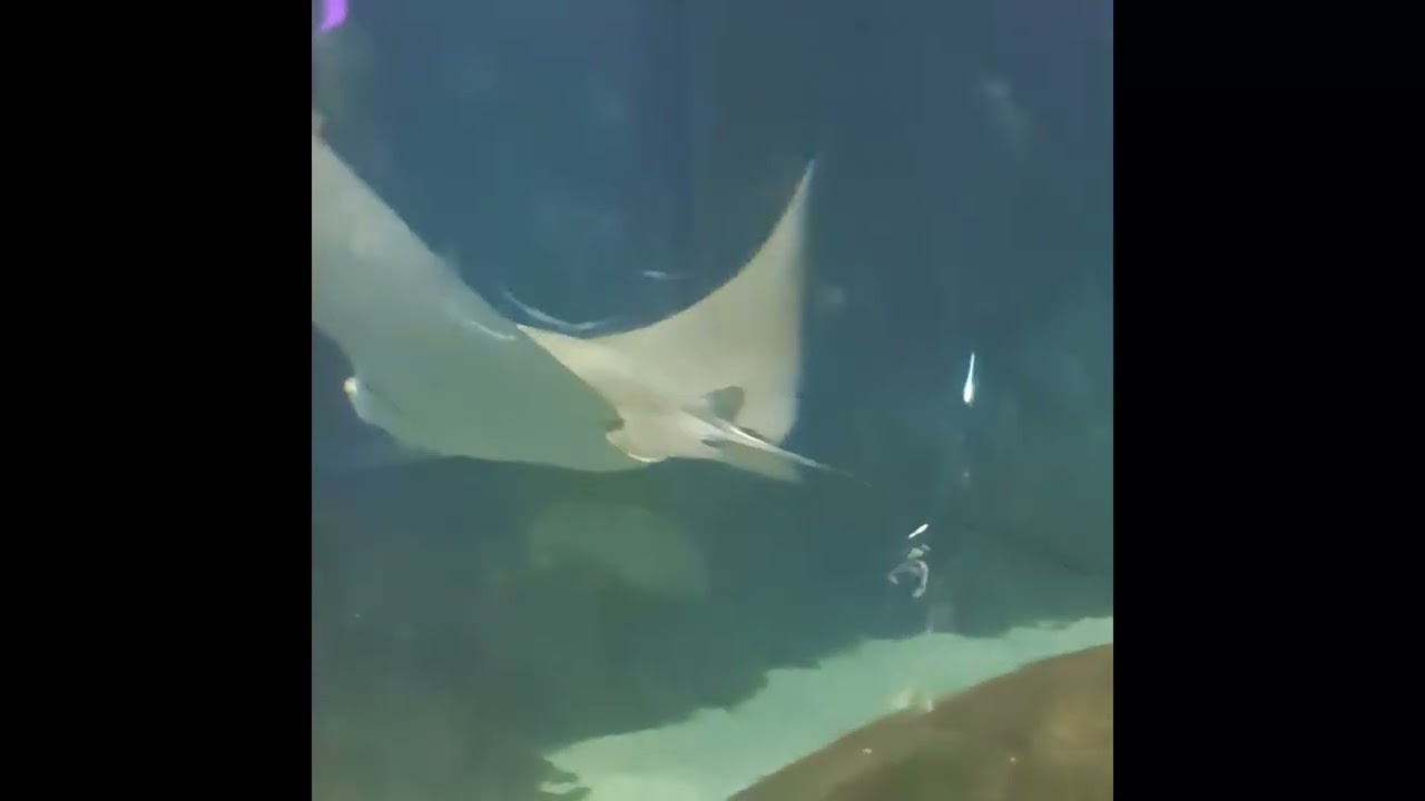 Sea life underwater aquarium in Sydney.